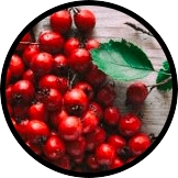 Chinese Hawthorn (Berry)