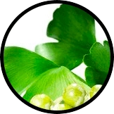 Ginkgo Biloba Extract (Leaf)